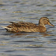 Canard colvert