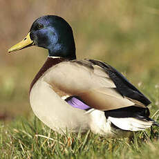 Canard colvert