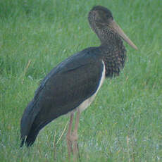 Cigogne noire