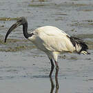 Ibis sacré