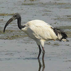 Ibis sacré