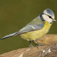 Mésange bleue