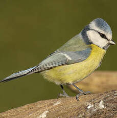 Mésange bleue