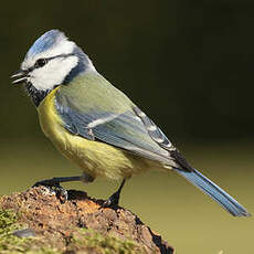 Mésange bleue