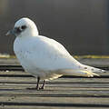 Mouette blanche