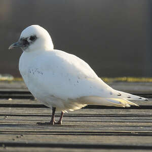 Mouette blanche