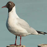 Mouette rieuse