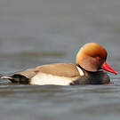 Nette rousse