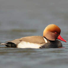 Nette rousse