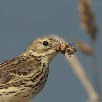 Pipit farlouse