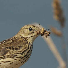 Pipit farlouse