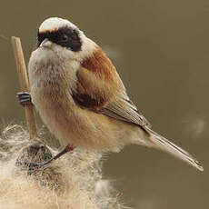 Rémiz penduline