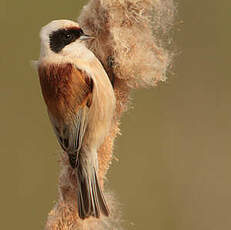Rémiz penduline