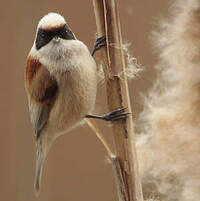 Rémiz penduline