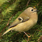 © Christophe Mercier