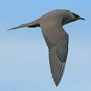 Parasitic Jaeger