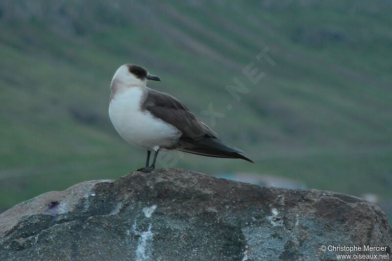 Parasitic Jaeger