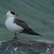 Parasitic Jaeger