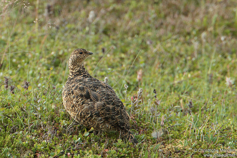 Rock Ptarmigan