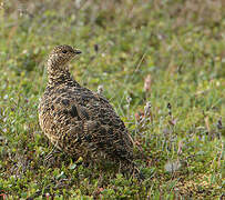 Rock Ptarmigan