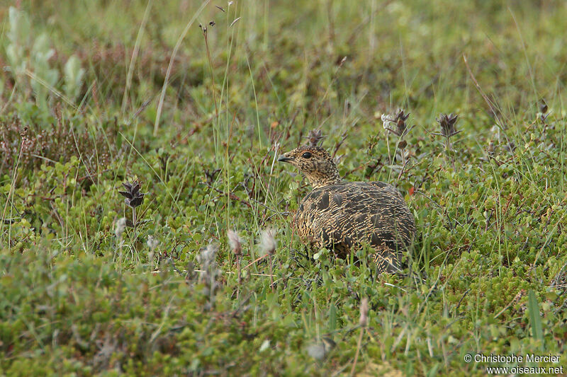 Rock Ptarmigan