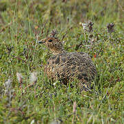 Rock Ptarmigan