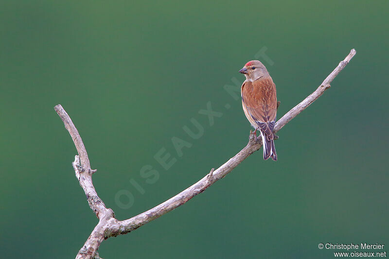 Common Linnet