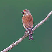 Common Linnet