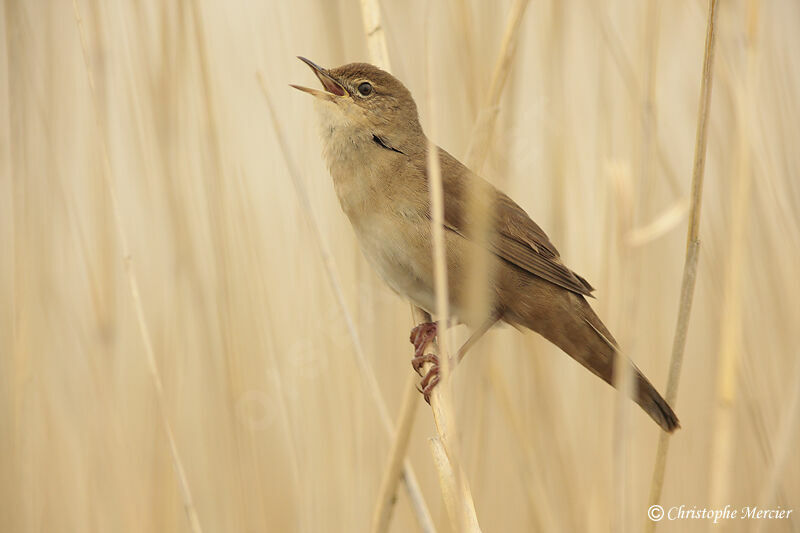 Savi's Warbler