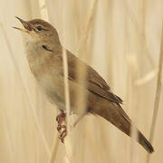 Savi's Warbler