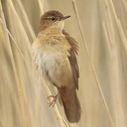 Savi's Warbler