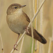 Savi's Warbler