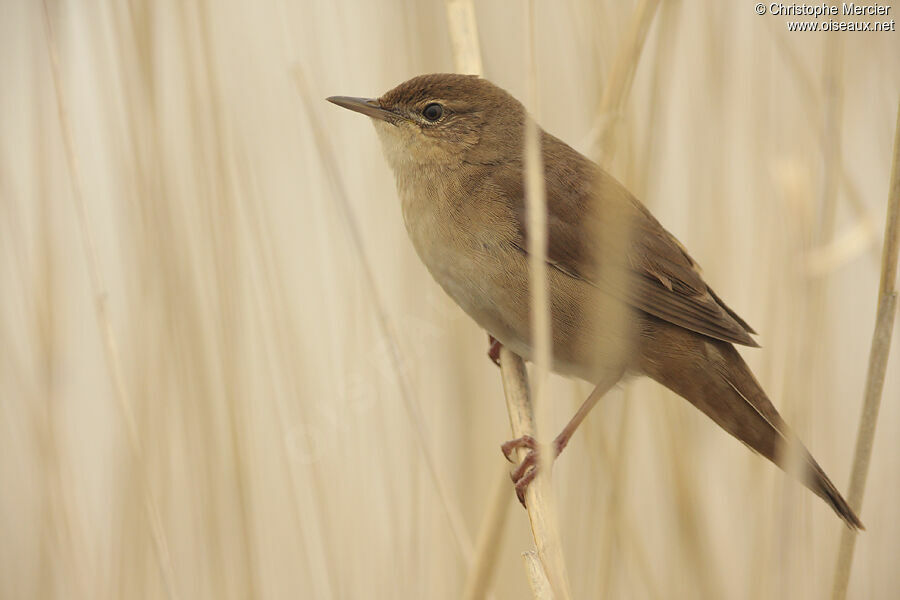 Savi's Warbler