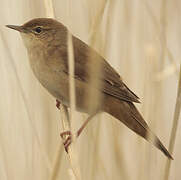 Savi's Warbler