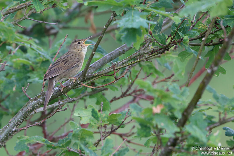 Common Grasshopper Warbler