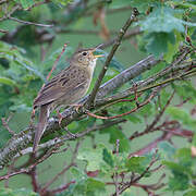 Common Grasshopper Warbler