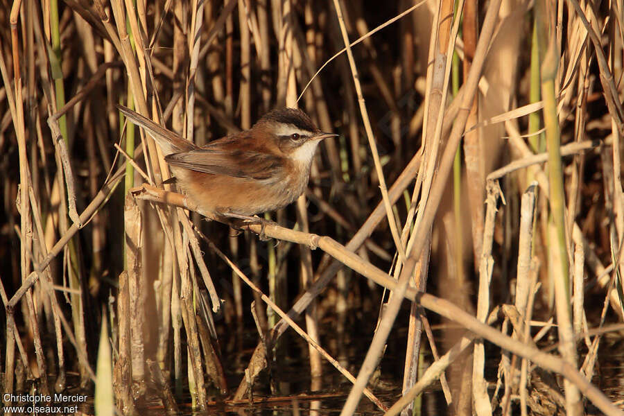 Moustached Warbleradult, habitat, pigmentation, Behaviour