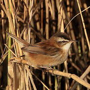 Moustached Warbler