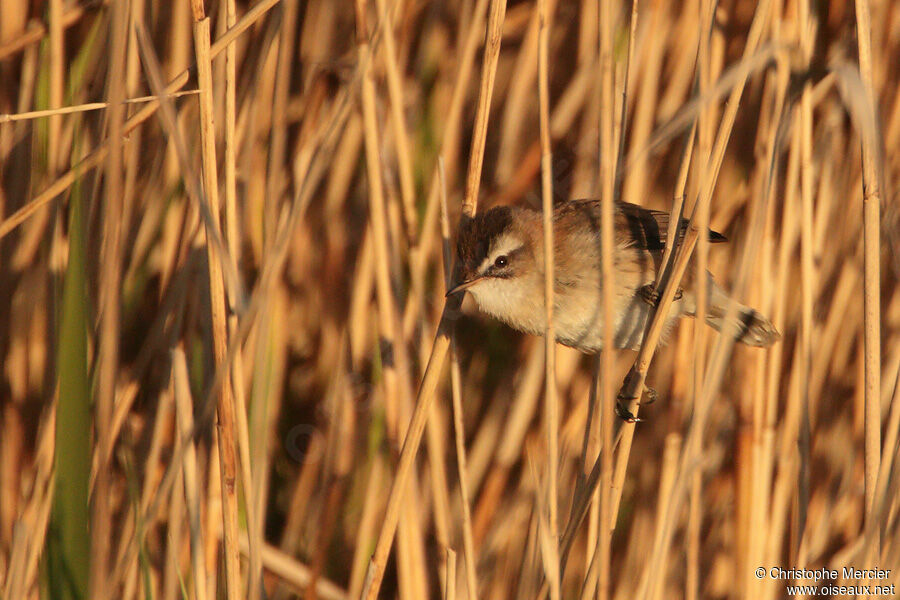 Moustached Warbler