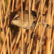 Moustached Warbler