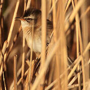 Moustached Warbler