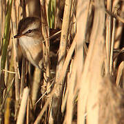 Moustached Warbler