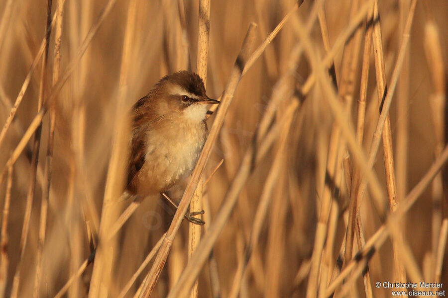 Moustached Warbler