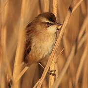 Moustached Warbler