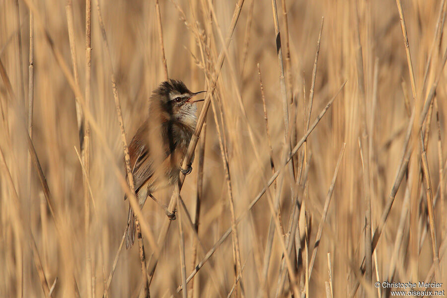 Moustached Warbler