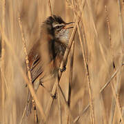 Moustached Warbler