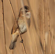 Moustached Warbler