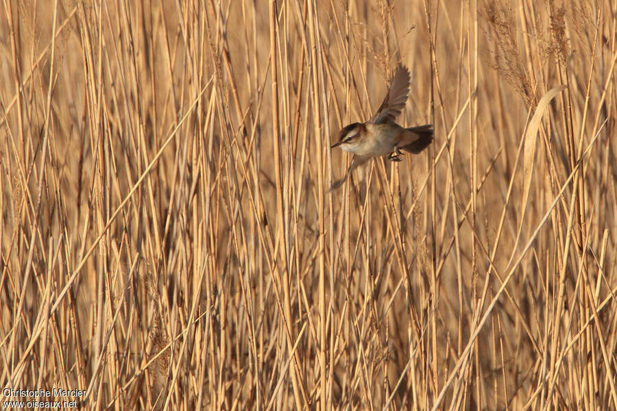 Moustached Warbleradult, Flight