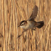 Moustached Warbler