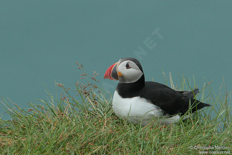 Atlantic Puffin